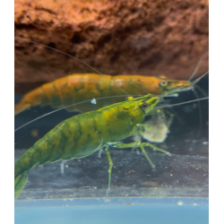 Neocaridina Hulk Orange – Crevette d’eau douce facile et colorée