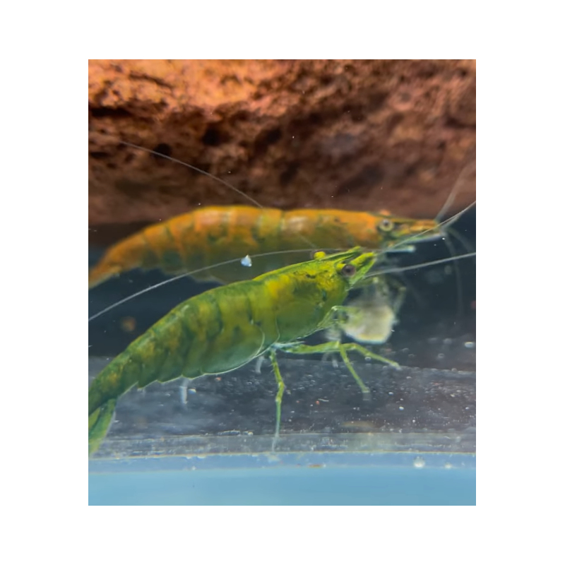 Neocaridina Hulk Orange – Crevette d’eau douce facile et colorée Neocaridina Hulk Orange – Crevette d’eau douce facile et colorée