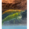 Neocaridina Hulk Orange – Crevette d’eau douce facile et colorée