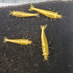Neocaridina Golden Line OE – Crevette à yeux orange rare pour aquarium