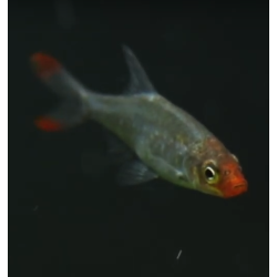 Sawbwa resplendens – lac Inle pour aquarium planté