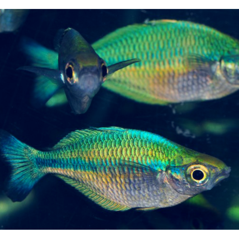Melanotaenia lacustris – Arc-en-ciel turquoise du lac Kutubu Melanotaenia lacustris – Arc-en-ciel turquoise du lac Kutubu