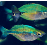 Melanotaenia lacustris – Arc-en-ciel turquoise du lac Kutubu