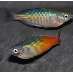 Melanotaenia boesemani – Poisson arc-en-ciel bleu et orange