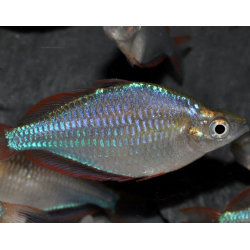 Melanotaenia praecox – Arc-en-ciel nain bleu et rouge