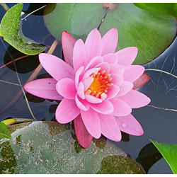 Nénuphar rose ( Nymphéa fabiola )