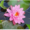 Nénuphar rose ( Nymphéa fabiola )