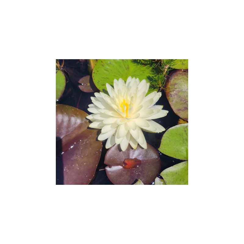 Nénuphar jaune double Concordia – Nymphaea vivace pour bassin Nénuphar jaune double Concordia – Nymphaea vivace pour bassin