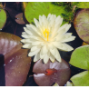 Nénuphar jaune double Concordia – Nymphaea vivace pour bassin