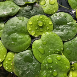 Limnobium spongia – Plante flottante naturelle pour aquarium