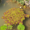 Ludwigia sedioides – Plante Mosaïque Flottante pour Aquarium et Bassin