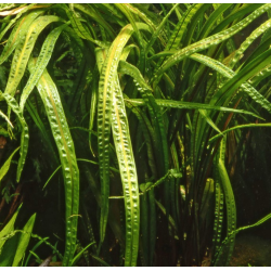 Cryptocoryne balansae
