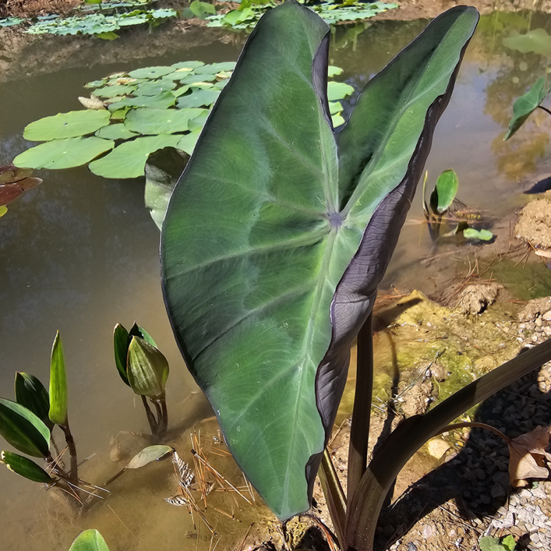 Colocasia esculenta 'Dark' – Oreille d’éléphant pourpre pour bassin Colocasia esculenta 'Dark' – Oreille d’éléphant pourpre pour bassin