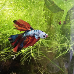 Betta WYSIWYG – Koi multicolore feu & glace – Daiki