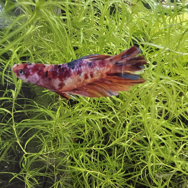 Betta WYSIWYG – Koi Galaxy rouge & cuivre – Hiro Betta WYSIWYG – Koi Galaxy rouge & cuivre – Hiro