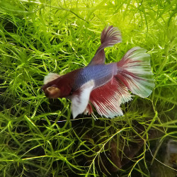 Betta WYSIWYG – Bleu acier, rouge & blanc – Kenshi