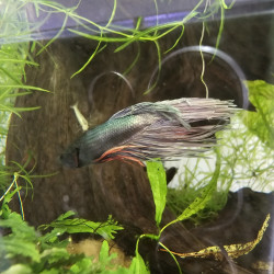 Betta WYSIWYG – Bleu métallique & pointes rouges – Ryujin
