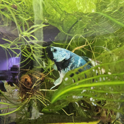 Betta WYSIWYG – Turquoise, noir & ivoire – Aoshi
