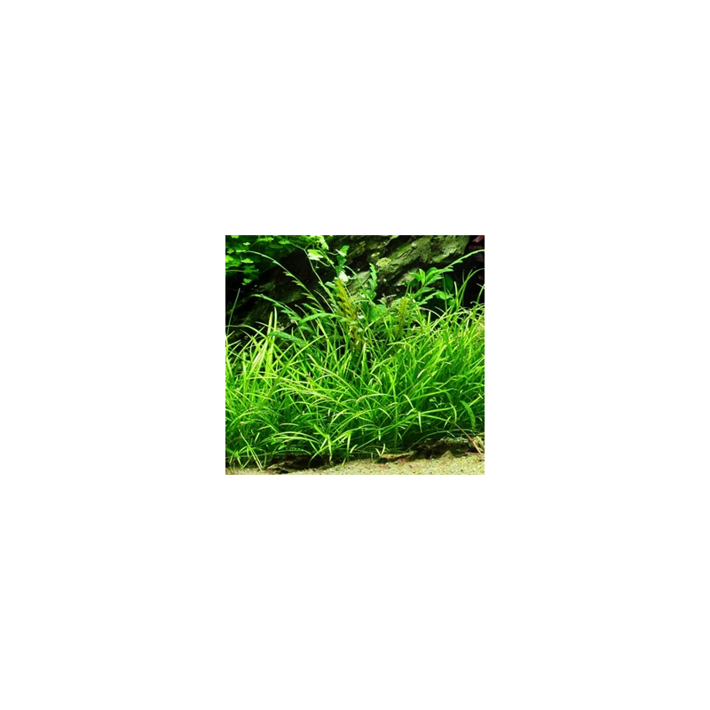Echinodorus tenellus – Plante gazonnante pour aquarium planté Echinodorus tenellus – Plante gazonnante pour aquarium planté
