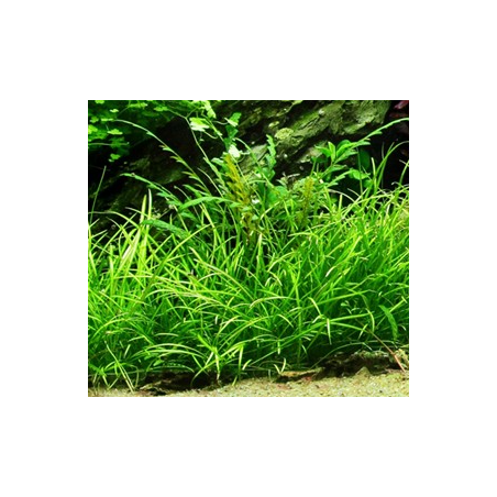 Echinodorus tenellus – Plante gazonnante pour aquarium planté