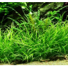 Echinodorus tenellus – Plante gazonnante pour aquarium planté