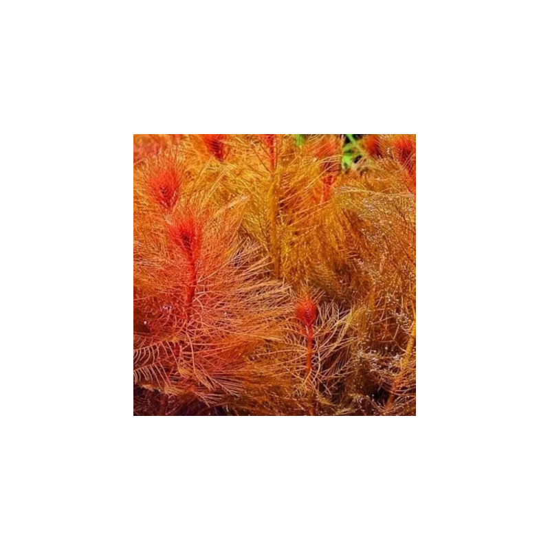 Myriophyllum matogrossense rouge – Plante rouge d’aquarium à feuillage fin Myriophyllum matogrossense rouge – Plante rouge d’aquarium à feuillage fin
