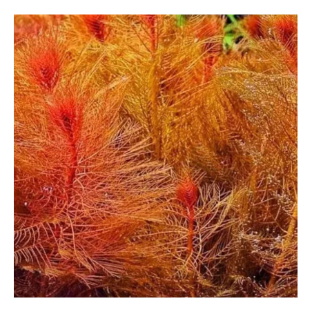 Myriophyllum matogrossense rouge – Plante rouge d’aquarium à feuillage fin