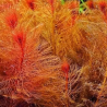 Myriophyllum matogrossense rouge – Plante rouge d’aquarium à feuillage fin