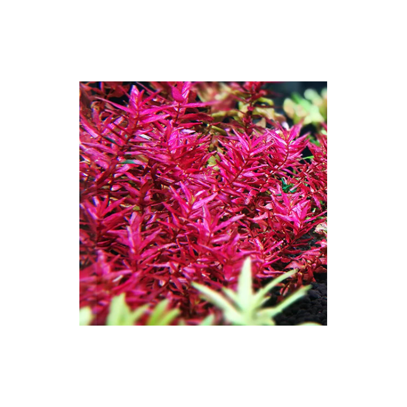 Rotala Mini Butterfly – Plante rouge compacte pour aquascaping Rotala Mini Butterfly – Plante rouge compacte pour aquascaping