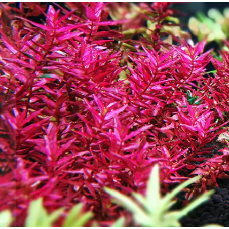 Rotala Mini Butterfly – Plante rouge compacte pour aquascaping