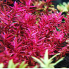 Rotala Mini Butterfly – Plante rouge compacte pour aquascaping