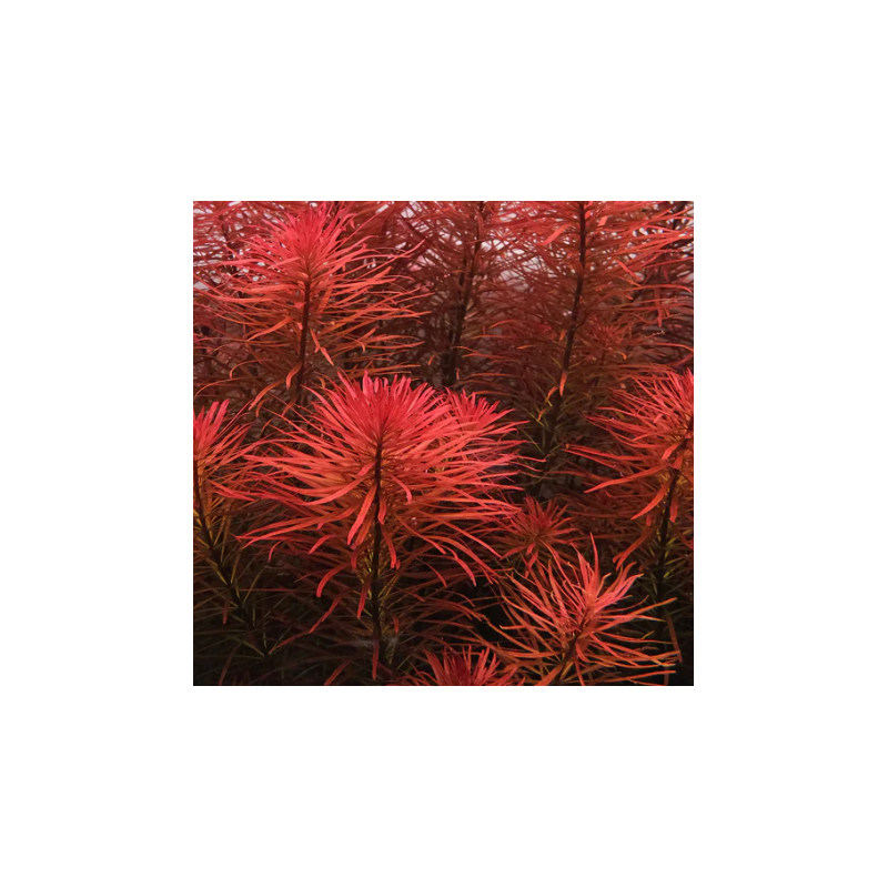 Ludwigia inclinata 'Red' – Plante rouge aquarium à croissance rapide Ludwigia inclinata 'Red' – Plante rouge aquarium à croissance rapide