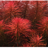 Ludwigia inclinata 'Red' – Plante rouge aquarium à croissance rapide