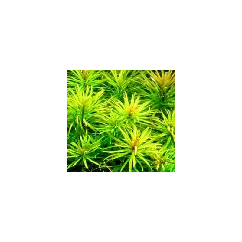 Ludwigia inclinata 'Green' – Plante verte d’arrière-plan aquarium Ludwigia inclinata 'Green' – Plante verte d’arrière-plan aquarium