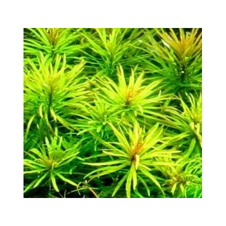 Ludwigia inclinata 'Green' – Plante verte d’arrière-plan aquarium