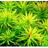 Ludwigia inclinata 'Green' – Plante verte d’arrière-plan aquarium