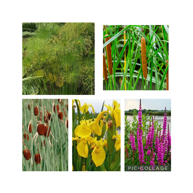 Pack Plantes de Berge Spectaculaires – Lot de 5 pour Bassin Pack Plantes de Berge Spectaculaires – Lot de 5 pour Bassin
