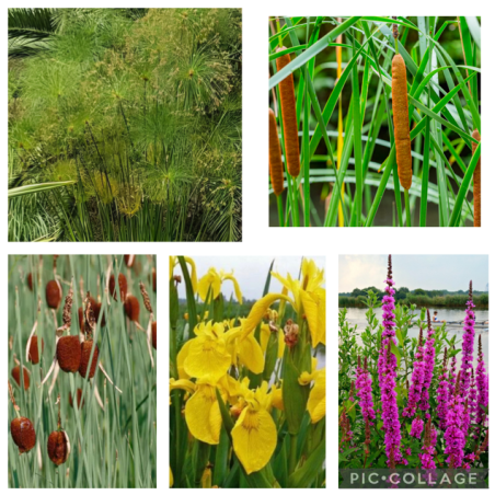Pack Plantes de Berge Spectaculaires – Lot de 5 pour Bassin