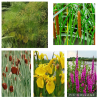 Pack Plantes de Berge Spectaculaires – Lot de 5 pour Bassin