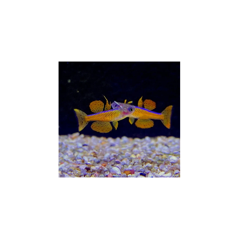 Pseudomugil luminatus 2 cm Pseudomugil luminatus 2 cm