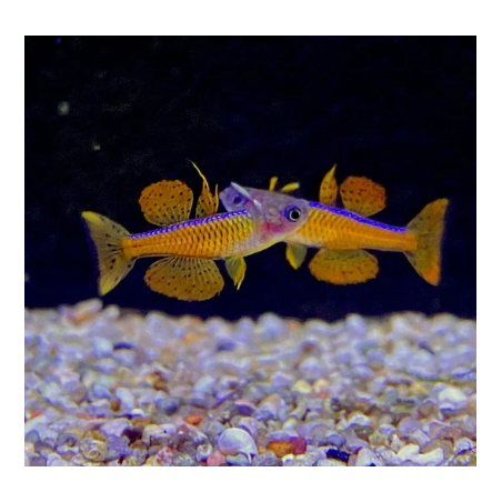Pseudomugil luminatus 2 cm