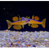 Pseudomugil luminatus 2 cm