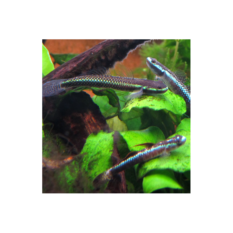 Stiphodon semoni (Gobie bleu cobalt) 3,5 cm
