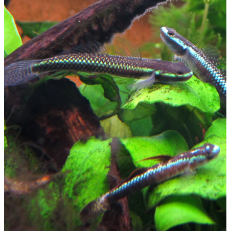 Stiphodon semoni (Gobie bleu cobalt) 3,5 cm