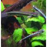 Stiphodon semoni (Gobie bleu cobalt) 3,5 cm