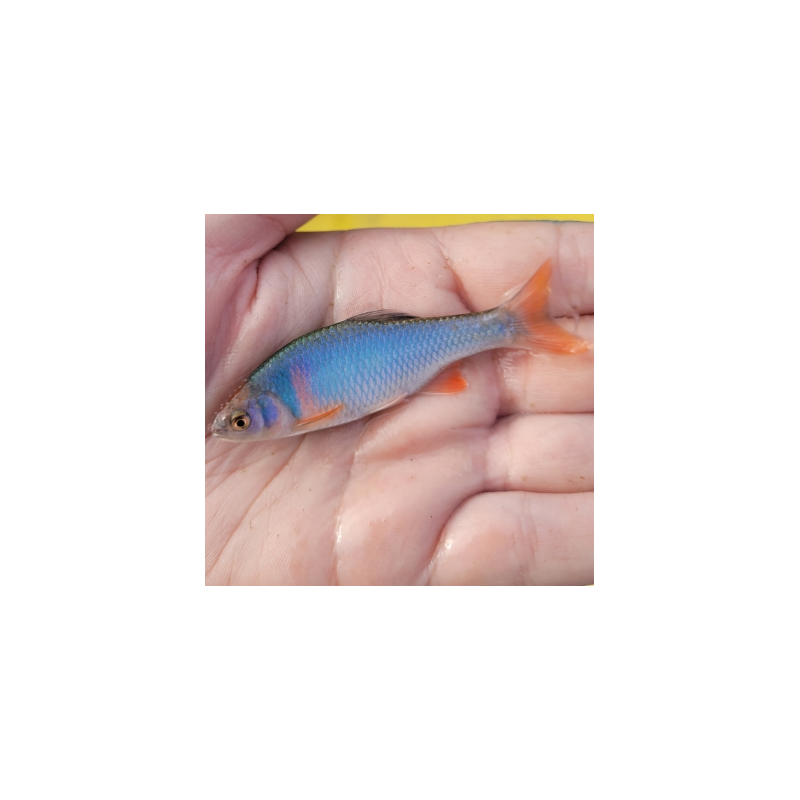 Cyprinella lutrensis – Cyprin rouge actif et robuste | Flore-Aquatique