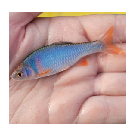 Cyprinella lutrensis – Cyprin rouge actif et robuste | Flore-Aquatique