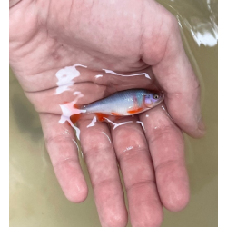 Cyprinella lutrensis – Cyprin rouge actif et robuste | Flore-Aquatique