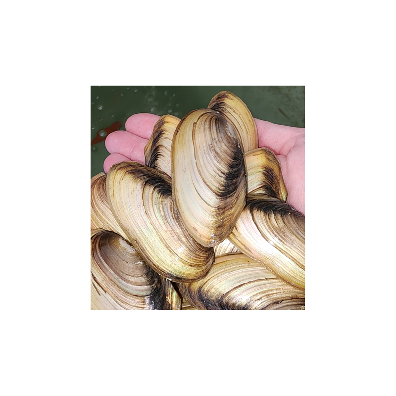 Pilsbryoconcha exilis – Moule d’eau douce filtrante pour aquarium Pilsbryoconcha exilis – Moule d’eau douce filtrante pour aquarium