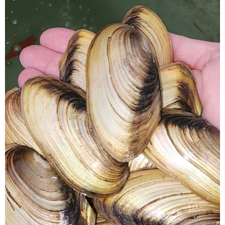 Pilsbryoconcha exilis – Moule d’eau douce filtrante pour aquarium